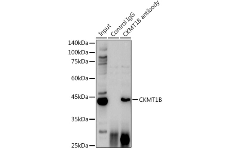 Western Blot - Anti-Creatine kinase MT Antibody (A16834) - Antibodies.com