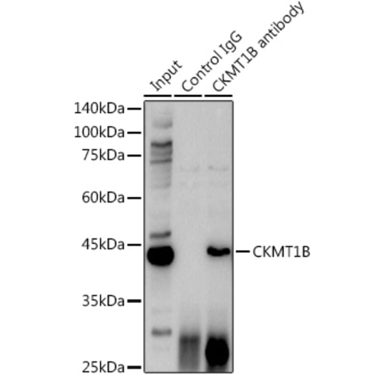 Western Blot - Anti-Creatine kinase MT Antibody (A16834) - Antibodies.com