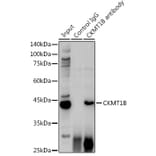 Western Blot - Anti-Creatine kinase MT Antibody (A16834) - Antibodies.com