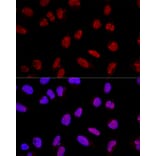 Immunofluorescence - Anti-AKAP 95 Antibody (A16835) - Antibodies.com