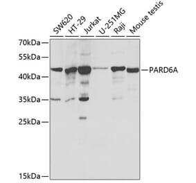 Western Blot - Anti-PAR6 Antibody (A16836) - Antibodies.com