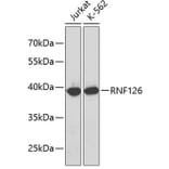 Western Blot - Anti-RNF126 Antibody (A3081) - Antibodies.com