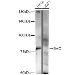 Western Blot - Anti-Smoothened Antibody (A16839) - Antibodies.com