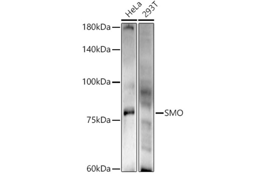 Western Blot - Anti-Smoothened Antibody (A16839) - Antibodies.com