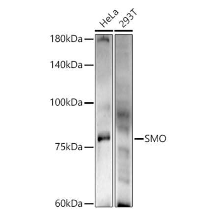 Western Blot - Anti-Smoothened Antibody (A16839) - Antibodies.com