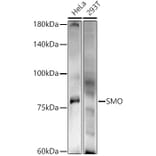 Western Blot - Anti-Smoothened Antibody (A16839) - Antibodies.com