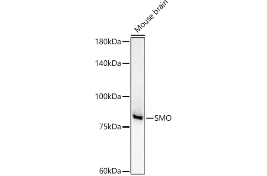 Western Blot - Anti-Smoothened Antibody (A16839) - Antibodies.com