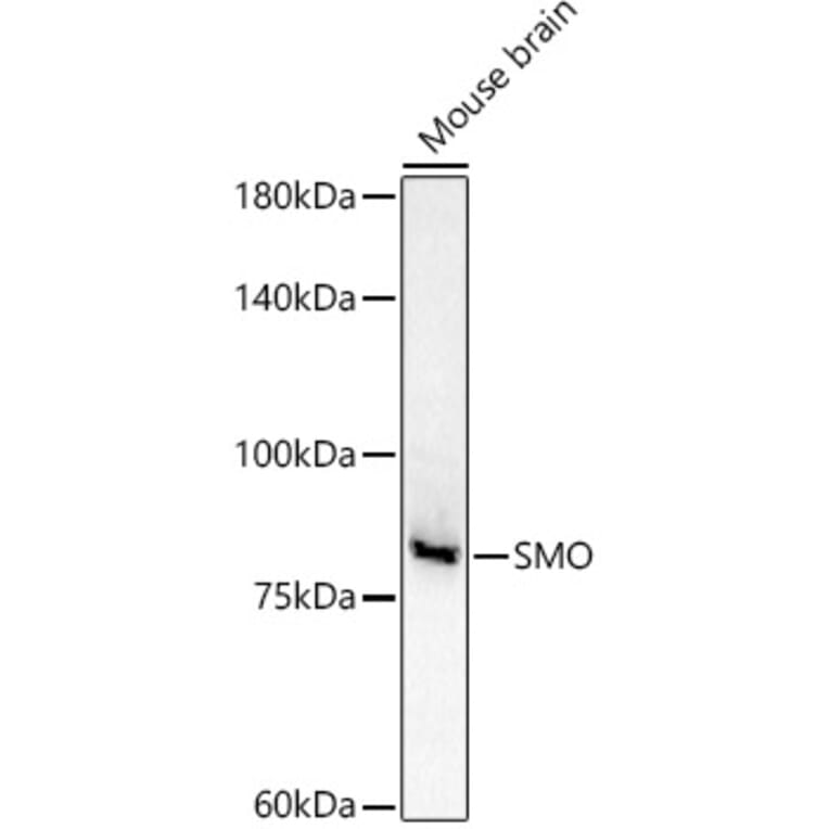 Western Blot - Anti-Smoothened Antibody (A16839) - Antibodies.com