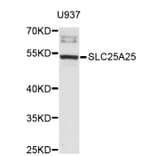 Western Blot - Anti-SLC25A25 Antibody (A3540) - Antibodies.com