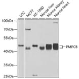 Western Blot - Anti-MPPB Antibody (A16845) - Antibodies.com