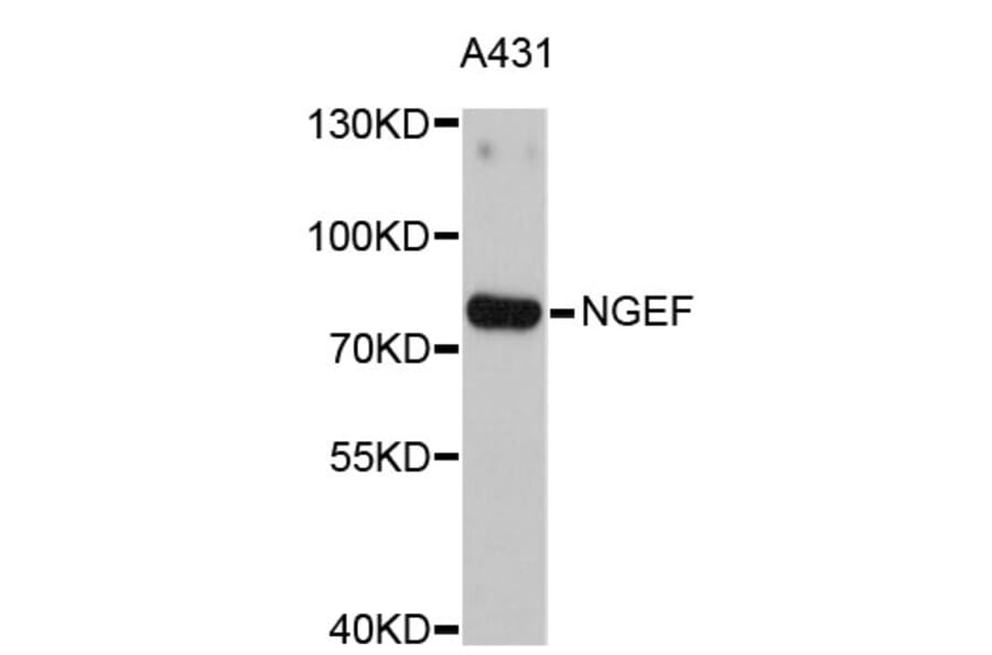 Western Blot - Anti-NGEF Antibody (A4583) - Antibodies.com