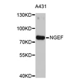 Western Blot - Anti-NGEF Antibody (A4583) - Antibodies.com
