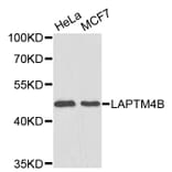 Western Blot - Anti-LAPTM4B Antibody (A4829) - Antibodies.com