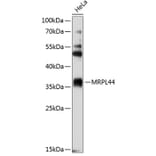 Western Blot - Anti-MRPL44 Antibody (A4949) - Antibodies.com