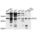 Western Blot - Anti-BCO2 Antibody (A5034) - Antibodies.com
