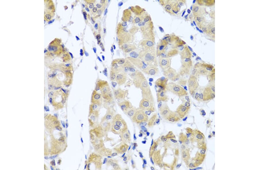 Immunohistochemistry - Anti-CBR4 Antibody (A5069) - Antibodies.com