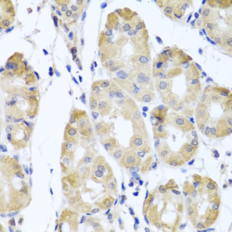 Immunohistochemistry - Anti-CBR4 Antibody (A5069) - Antibodies.com