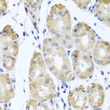 Immunohistochemistry - Anti-CBR4 Antibody (A5069) - Antibodies.com