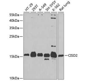 Western Blot - Anti-CISD2 Antibody (A16851) - Antibodies.com