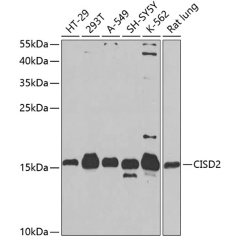 Western Blot - Anti-CISD2 Antibody (A16851) - Antibodies.com