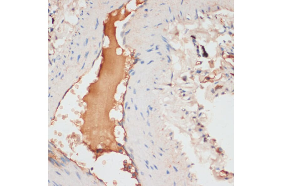 Immunohistochemistry - Anti-Apolipoprotein CI/Apo-CI Antibody (A16853) - Antibodies.com