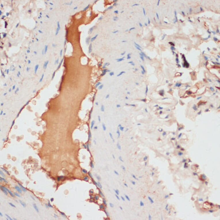 Immunohistochemistry - Anti-Apolipoprotein CI/Apo-CI Antibody (A16853) - Antibodies.com