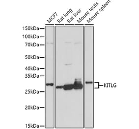 Western Blot - Anti-SCF Antibody (A16855) - Antibodies.com