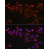 Immunofluorescence - Anti-SCF Antibody (A16855) - Antibodies.com
