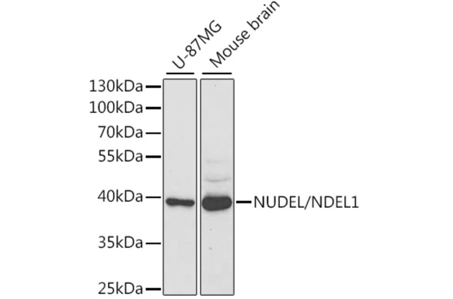 Western Blot - Anti-NDEL1 Antibody (A16856) - Antibodies.com