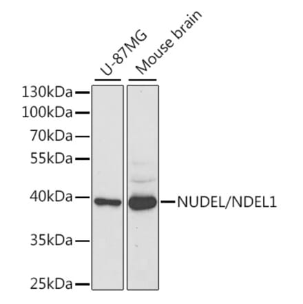 Western Blot - Anti-NDEL1 Antibody (A16856) - Antibodies.com