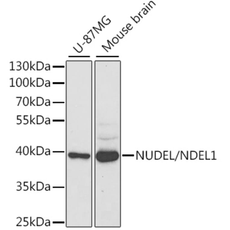 Western Blot - Anti-NDEL1 Antibody (A16856) - Antibodies.com