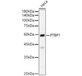 Western Blot - Anti-PTBP1 Antibody (A16859) - Antibodies.com