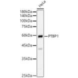 Western Blot - Anti-PTBP1 Antibody (A16859) - Antibodies.com
