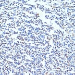 Immunohistochemistry - Anti-PTBP1 Antibody (A16859) - Antibodies.com