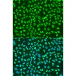 Immunofluorescence - Anti-PTBP1 Antibody (A16859) - Antibodies.com
