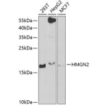 Western Blot - Anti-HMGN2 Antibody (A6156) - Antibodies.com