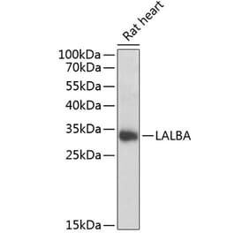 Western Blot - Anti-alpha Lactalbumin Antibody (A16862) - Antibodies.com