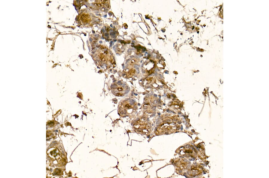 Immunohistochemistry - Anti-alpha Lactalbumin Antibody (A16862) - Antibodies.com