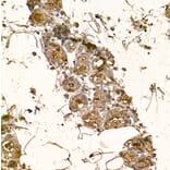 Immunohistochemistry - Anti-alpha Lactalbumin Antibody (A16862) - Antibodies.com