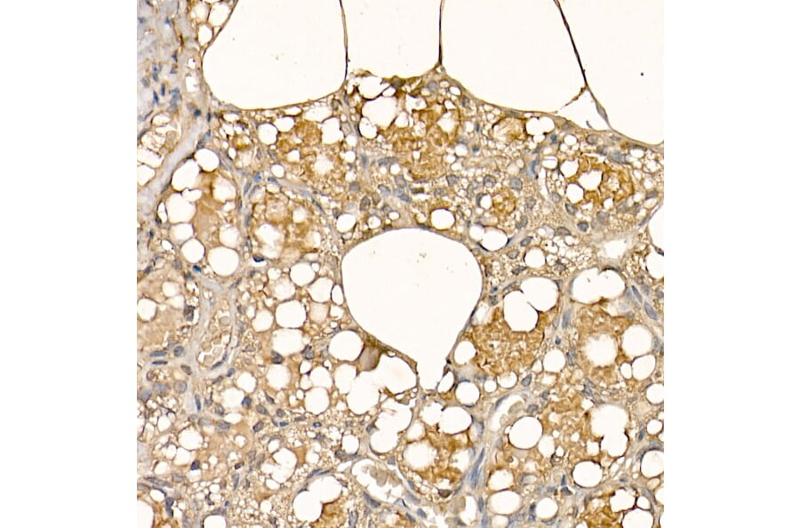 Immunohistochemistry - Anti-alpha Lactalbumin Antibody (A16862) - Antibodies.com