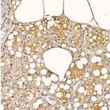 Immunohistochemistry - Anti-alpha Lactalbumin Antibody (A16862) - Antibodies.com