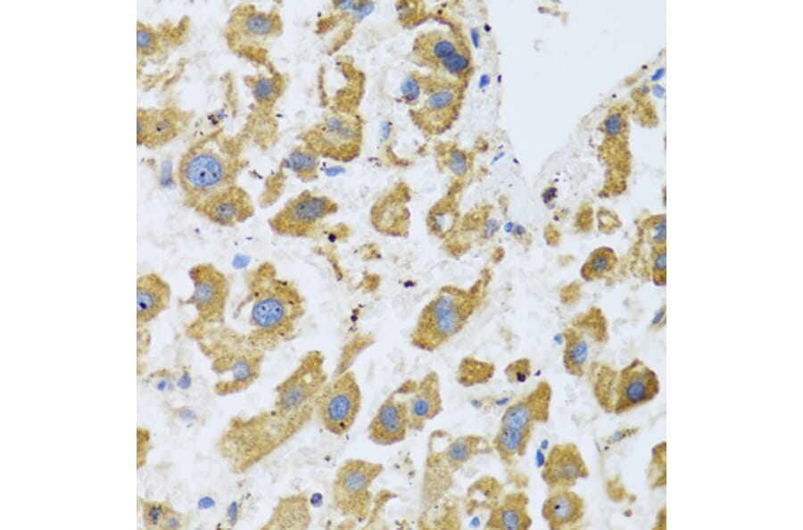 Immunohistochemistry - Anti-BTD Antibody (A16864) - Antibodies.com