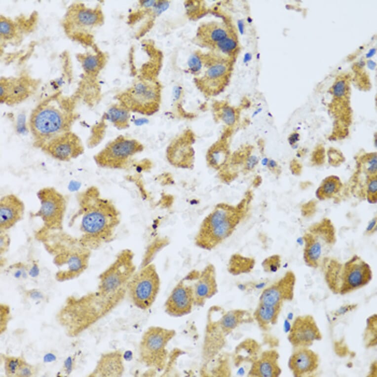 Immunohistochemistry - Anti-BTD Antibody (A16864) - Antibodies.com