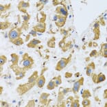 Immunohistochemistry - Anti-BTD Antibody (A16864) - Antibodies.com