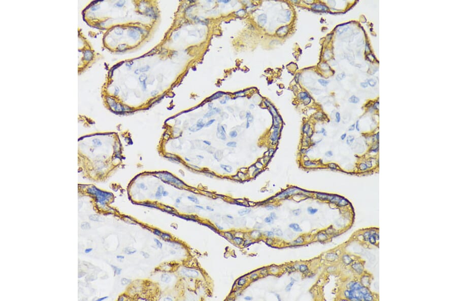 Immunohistochemistry - Anti-Placental alkaline phosphatase (phospho LAP) Antibody (A16868) - Antibodies.com