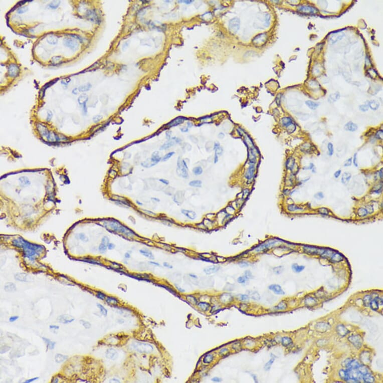 Immunohistochemistry - Anti-Placental alkaline phosphatase (phospho LAP) Antibody (A16868) - Antibodies.com