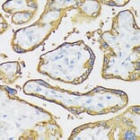 Immunohistochemistry - Anti-Placental alkaline phosphatase (phospho LAP) Antibody (A16868) - Antibodies.com