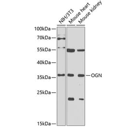 Western Blot - Anti-OIF Antibody (A16876) - Antibodies.com