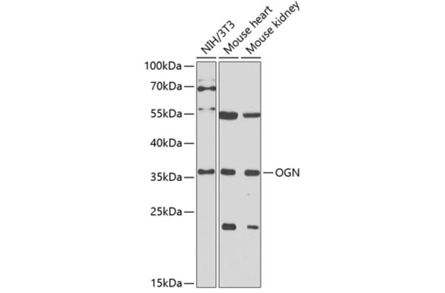 Western Blot - Anti-OIF Antibody (A16876) - Antibodies.com