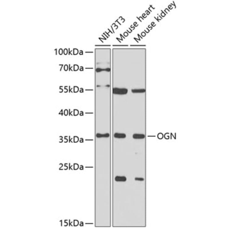 Western Blot - Anti-OIF Antibody (A16876) - Antibodies.com